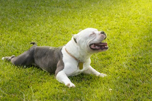 An adorable American Bully enjoying the sun laying on the grass