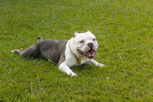 A playful American Bully laying on the grass