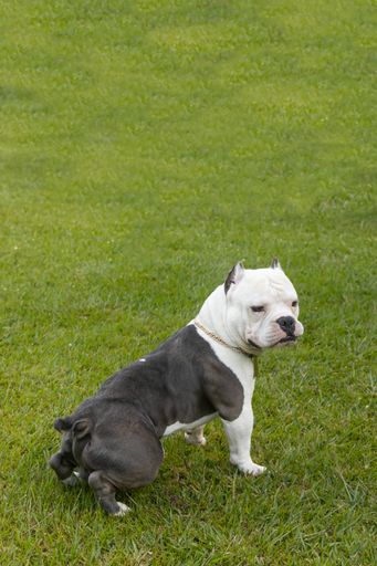 A vertical shot of an American bully posing on the grass