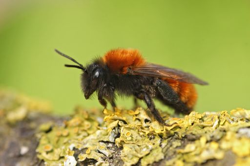Closeup of a gorgeous colored female Tawny mining bee, Andrena fulva sitting on a lichen covered twig in the garden