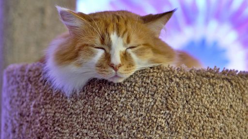 A portrait of a domestic cat sleeping on a scratching post