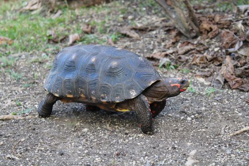 A closeup of a Tortoise on the ground