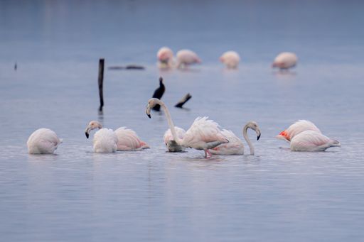 A closeup shot of white flamingoes swimming in the water