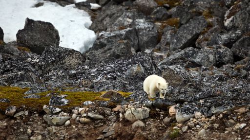 A beautiful shot of white bears walking on rocks during the day in Svalbard