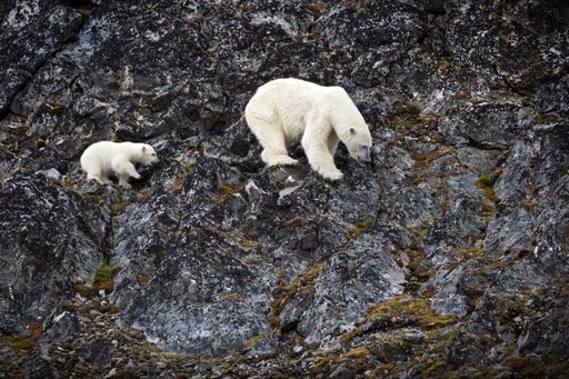 A beautiful shot of white bears walking on rocks during the day in Svalbard