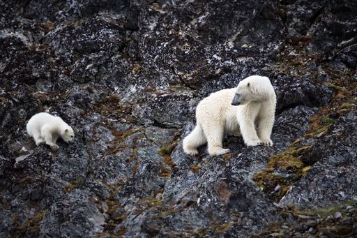 A polar bear looking after its young while traversing a rocky cliff in Svalbard, Norway