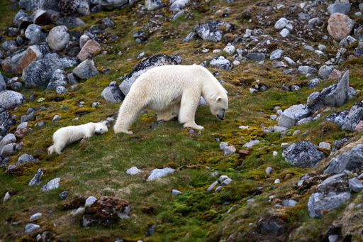 A beautiful shot of white bears climbing hill during the day in Svalbard
