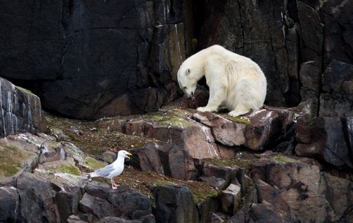 A beautiful shot of a white bear and a seagull on a cliff during the day in Svalbard