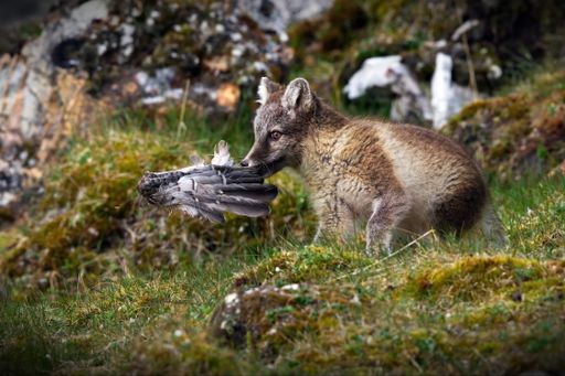 A beautiful shot of a arctic fox with its prey during the day in Svalbard