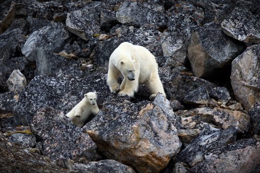A beautiful shot of white bears walking on rocks during the day in Svalbard