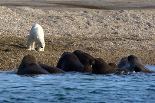 A white polar bear in front of a group of  Walrus swimming in the sea in  Svalbard