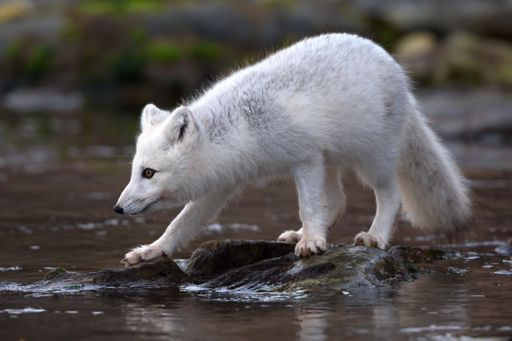 A beautifil shot of an white arctic fox walking on a rocks during the day in Svalbard