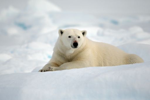 A white polar bear lying in the snow in his habitat on a cold winter day in Svalbard