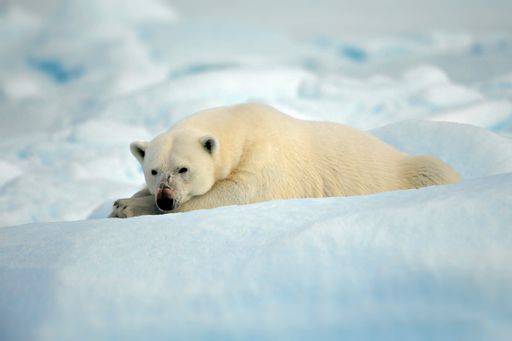 A beautiful shot of a white bear lying on the frozen surface during the day in Svalbard
