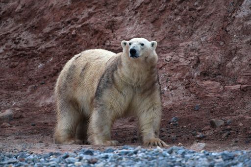 A beautiful shot of a white bear during the day in Svalbard