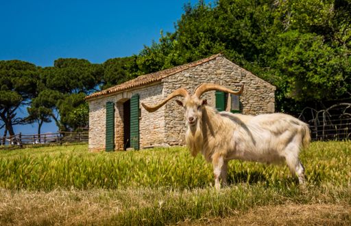 A closeup of a white goat with wide horns standing in a green pasture against a stone barn and trees on a sunny day