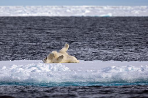 A beautiful shot of a white bear lying on the frozen surface during the day in Svalbard