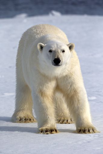 A vertical shot of a  white polar bear in the snowy habitat on a cold winter day in Svalbard