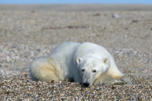 A young polar bear lazily lying on pebbly shore of Svalbard, Norway