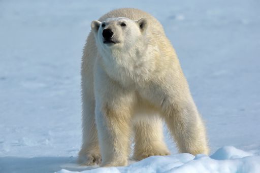 A white polar bear in the snowy habitat on a cold winter day in Svalbard