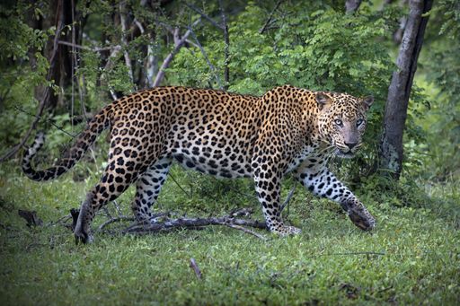 A leopard walking in the lush green forest on a sunny day