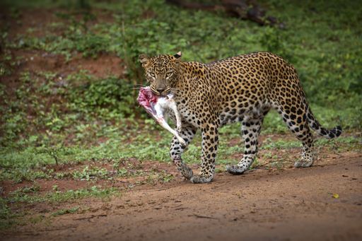 A beautiful shot of an African leopard walking with it's prey in Sri Lanka