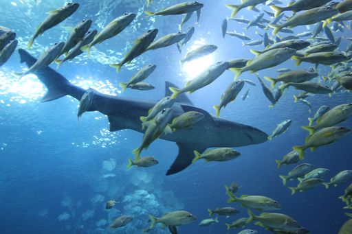 A photo of a shark swimming among a school of fish at the Georgia Aquarium