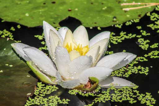 A closeup shot of a Fragrant water-lily surrounded by leaves under the sunlight at daytime