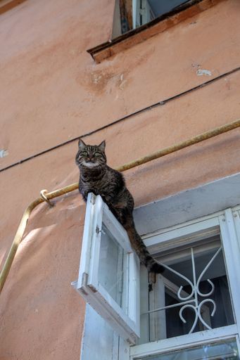 A closeup of a domestic cat sitting on the window and looking out into the street