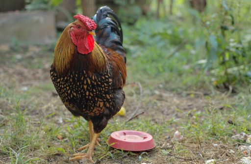 A closeup shot of a rooster in a farm