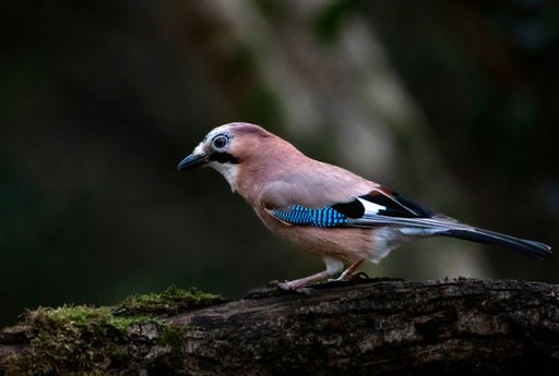 A closeup shot of a cute Eurasian jay