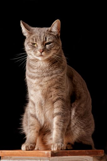 A closeup of a cute cat in a studio on a black background