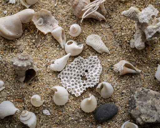 A closeup of various seashells on the sand - perfect for background