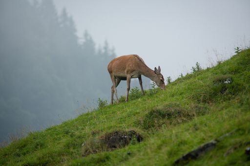 A closeup shot of a baby red deer (cervus elaphus) grazing in the field