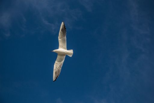 A low angle shot of a seabird flying in a blue sky captured on a sunny day