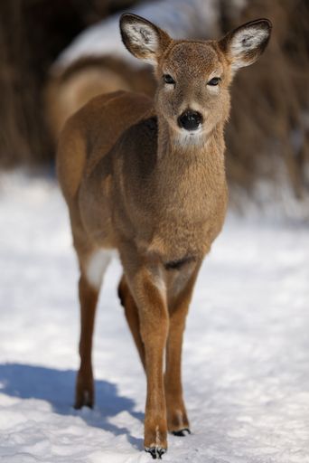 A vertical shot of young doe at Tifft Nature Preserve in the winter field