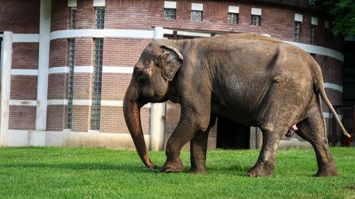 An elephant at the zoo park in Belgrade, Serbia
