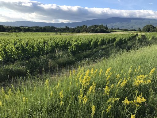 A beautiful shot of the countryside with green fields and wildflowers under a blue cloudy sky