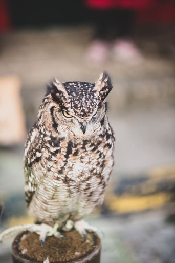 A vertical shot of an owl on blurred background