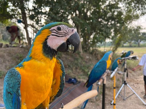 A closeup of vibrant colorful parrots sitting next to each other in a zoo surrounded by greenery