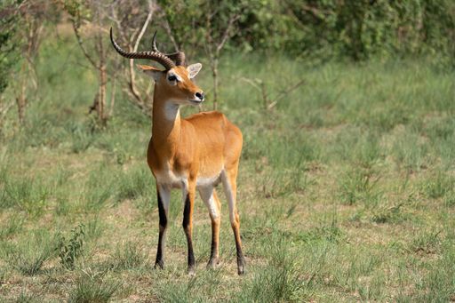 A closeup of an Uganda Kob in National Parks of Uganda