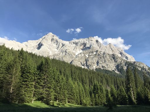 A low angle shot of a pine forest with a mountain peak under a blue sunny sky