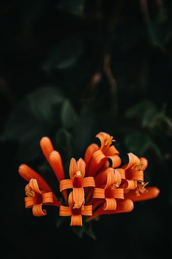 A vertical selective focus shot of exotic small orange flowers with a dark blurry background