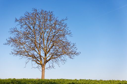 A view of a lonely leafless tree planted in the field