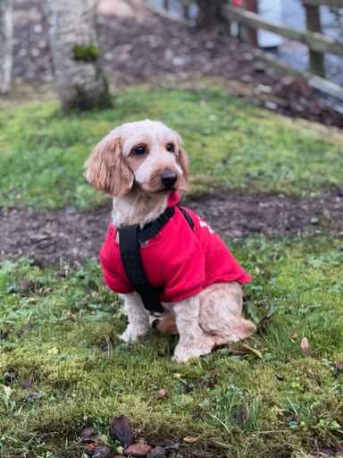 A vertical shot of a Cockapoo dog with clothes on grass