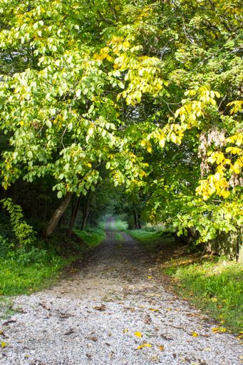 A vertical shot of a beautiful forest on a sunny day