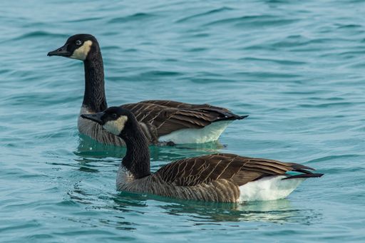 A closeup shot of the gooses