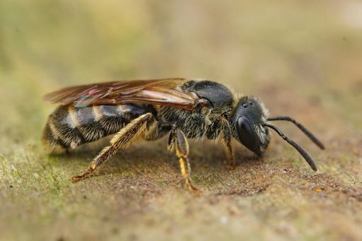 Closeup of a very small Lobe-spurred furrow bee, Lasioglossum pauxillum on a piece of wood in the garden