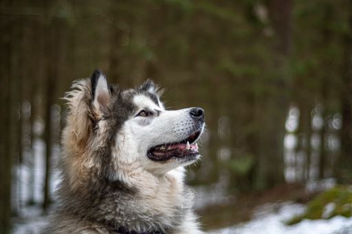 A closeup shot of the Alaskan Malamute dog sitting and looking away in the forest