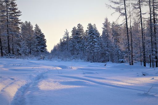 A coniferous forest and a field covered in snow at sunset